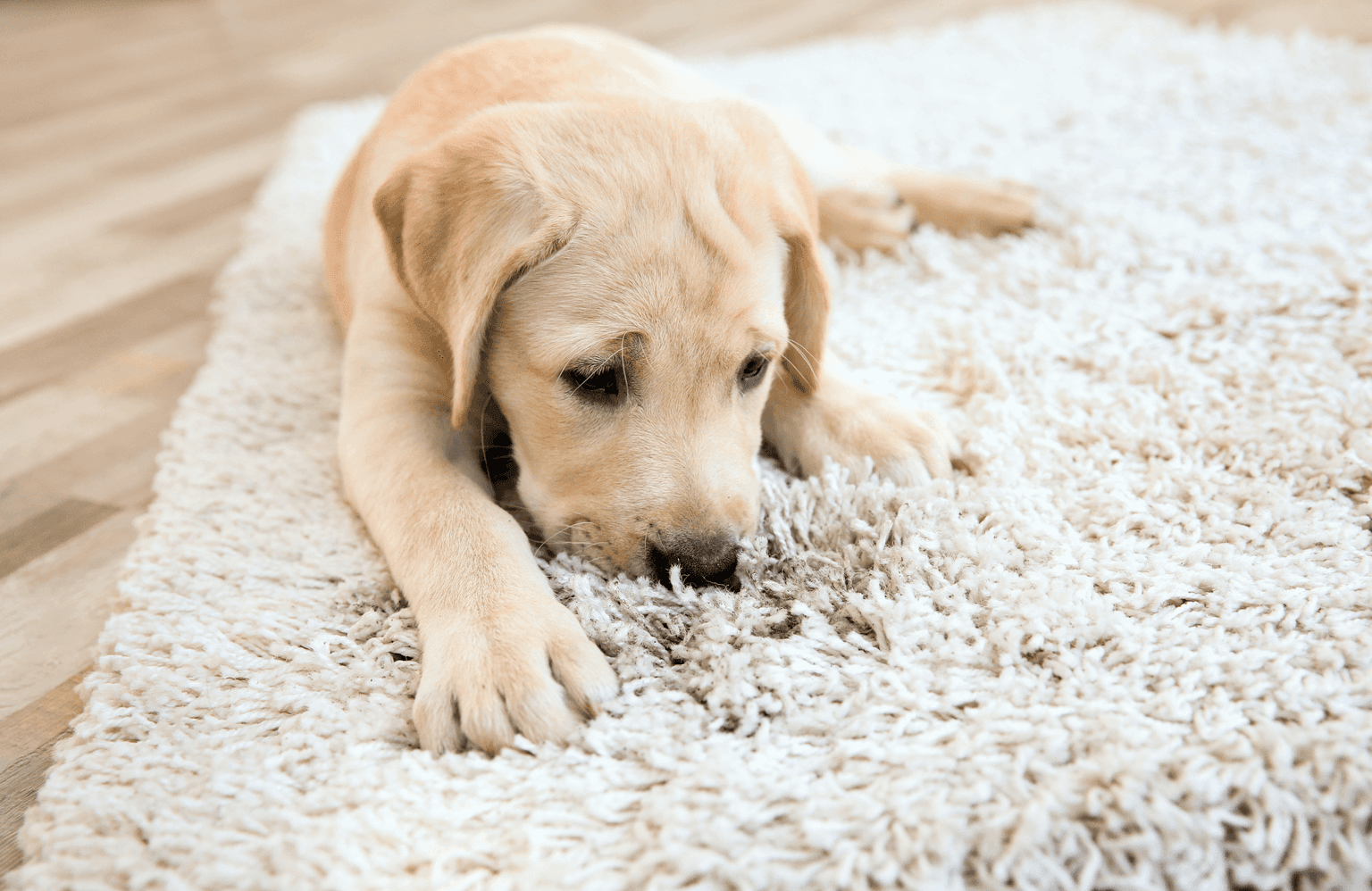 Carpet cleaning in Flat Rock, TN