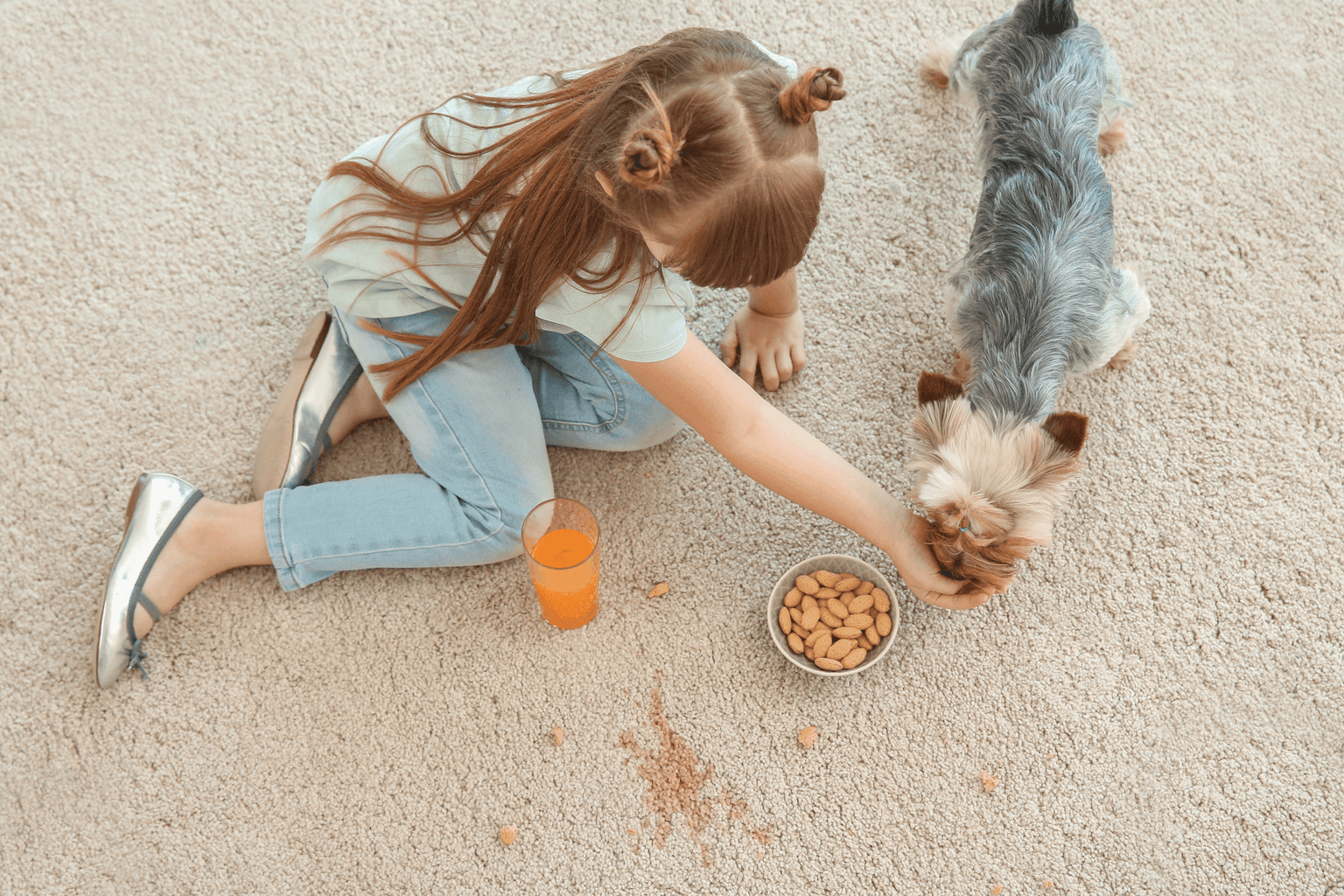 Carpet cleaning in Laguardo, TN