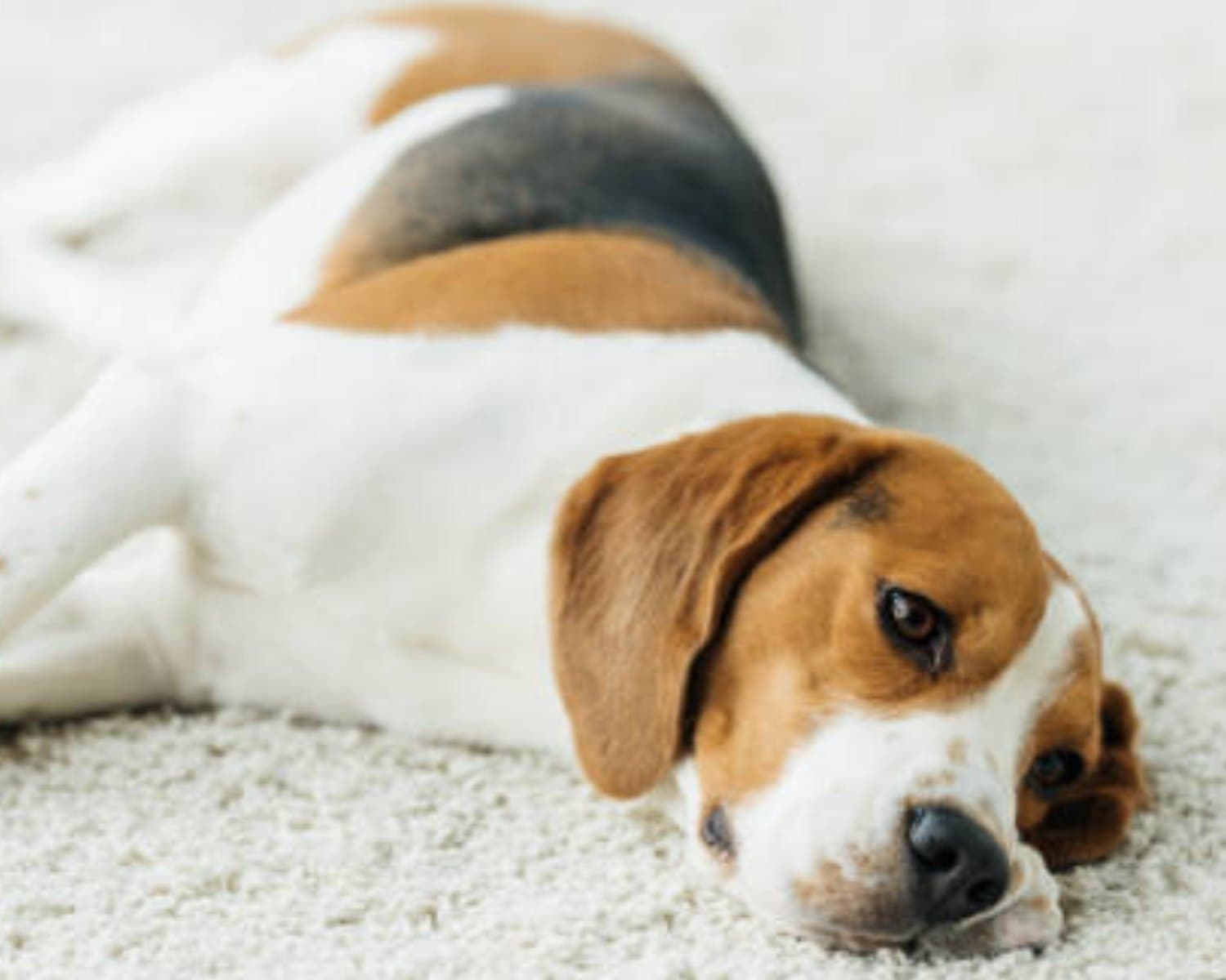 Can Fleas Live in Carpet? Discover the Truth & Take Action Fast