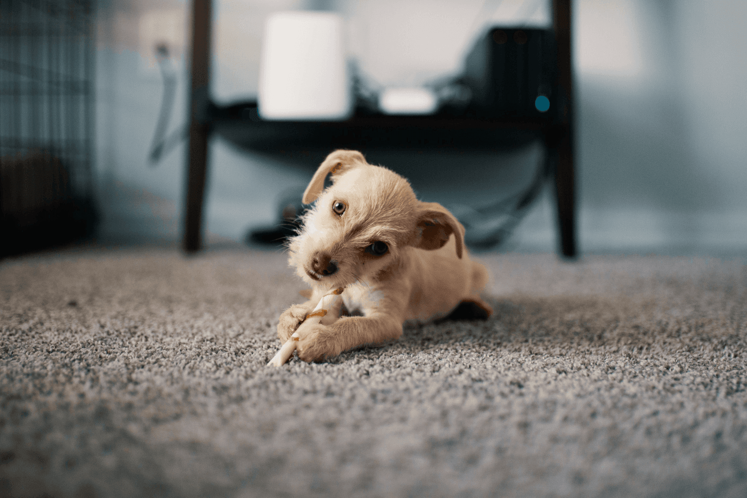 Pet Odor & Stain Removal in Nashville TN